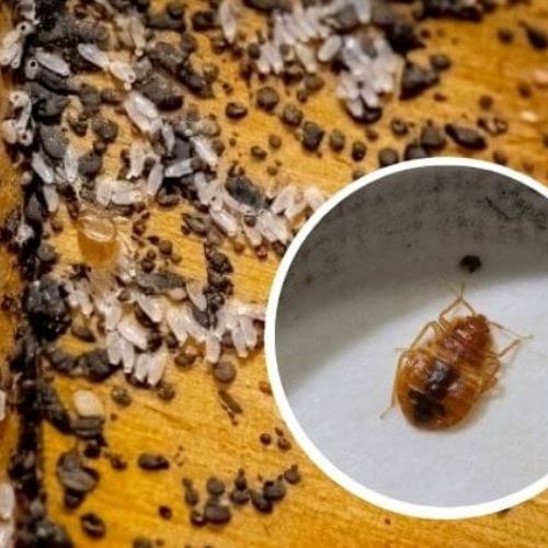 Fly Image