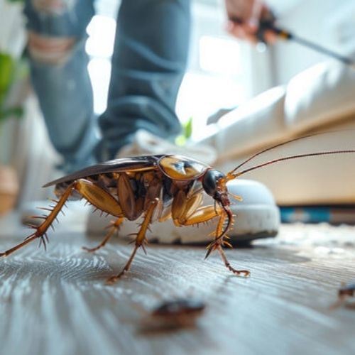 Fly Management Process 3