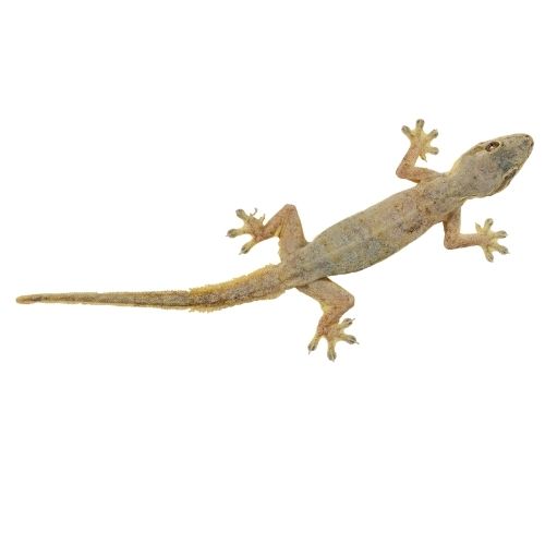 Fly Image
