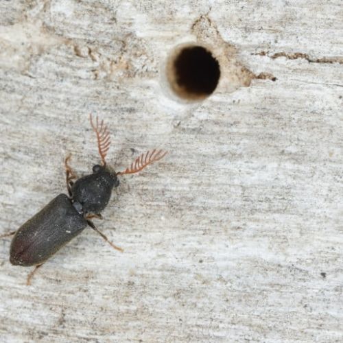Fly Image
